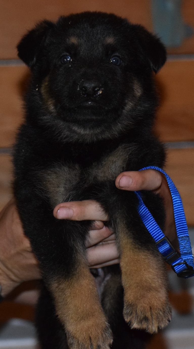 Ddr German Shepherd Puppies Available Now 