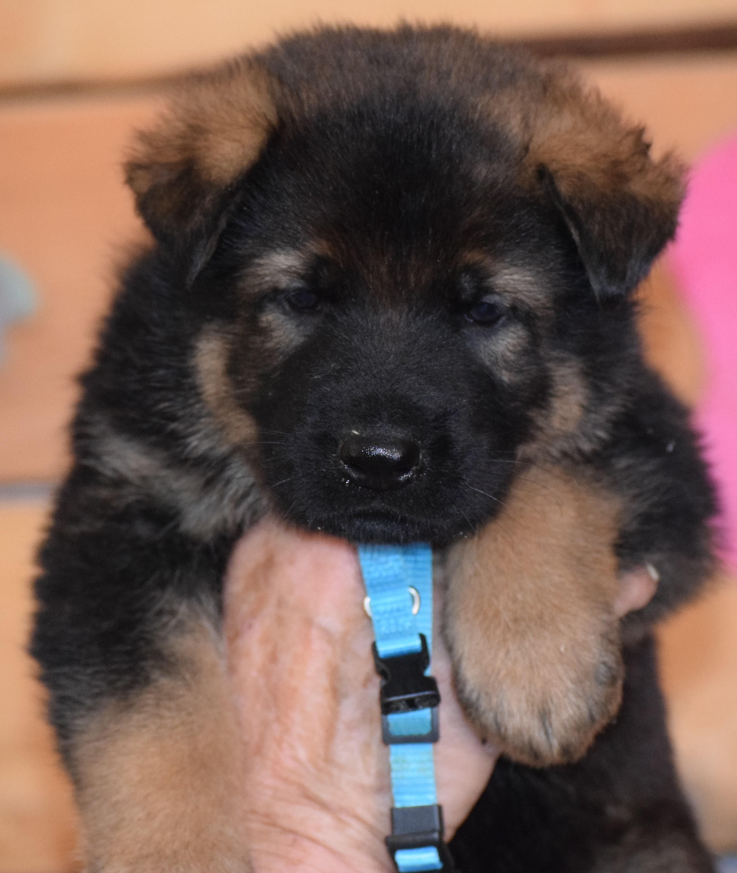 Ddrgerman Shepherd Puppies Available Now Justk9s