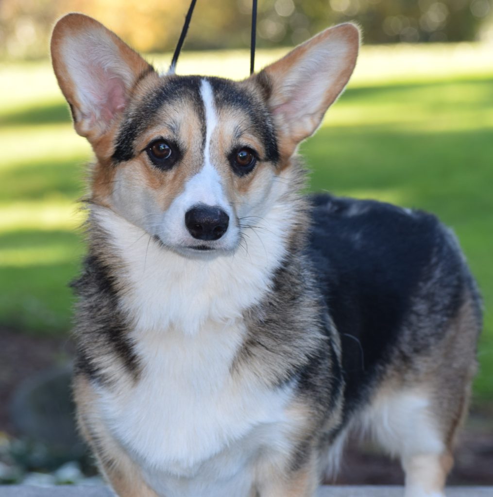 Corgi puppies AVAILABLE | JustK9s