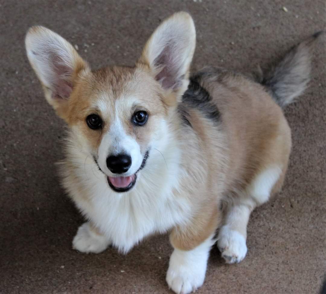 Corgi puppies AVAILABLE | JustK9s