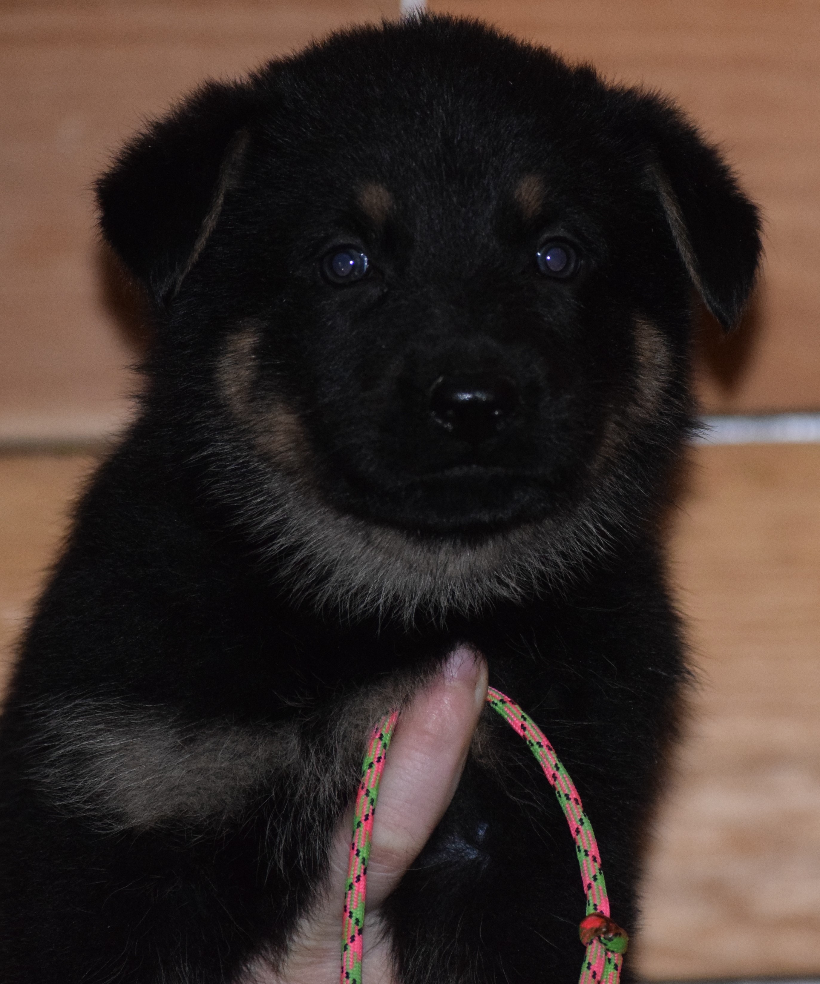 DDR/GERMAN SHEPHERD PUPPIES AVAILABLE NOW | JustK9s