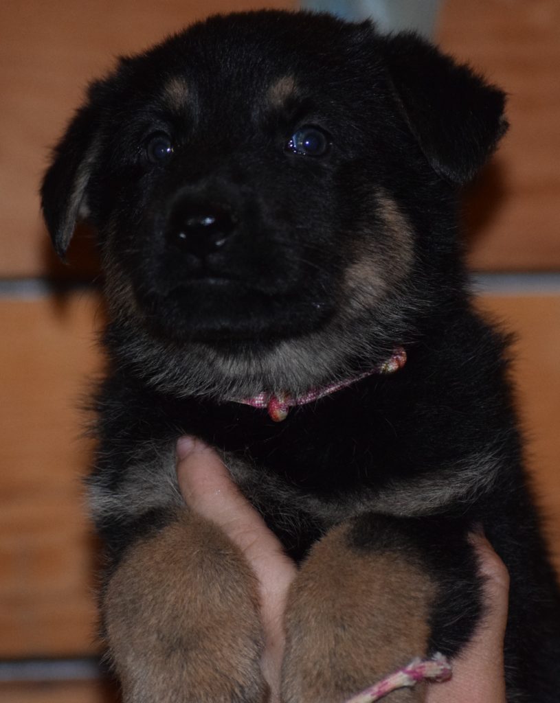 DDR/GERMAN SHEPHERD PUPPIES AVAILABLE NOW | JustK9s