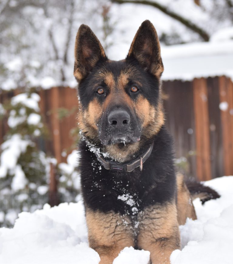 DDR/German Shepherd-Males | JustK9s