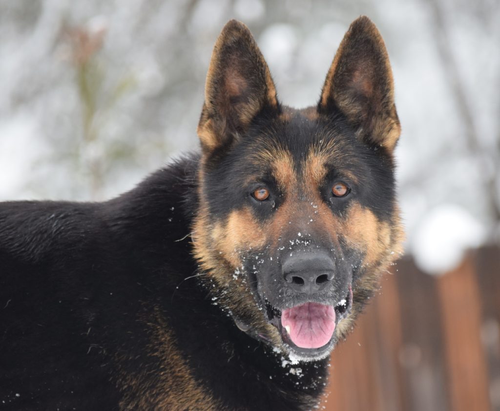 DDR/German Shepherd-Males | JustK9s