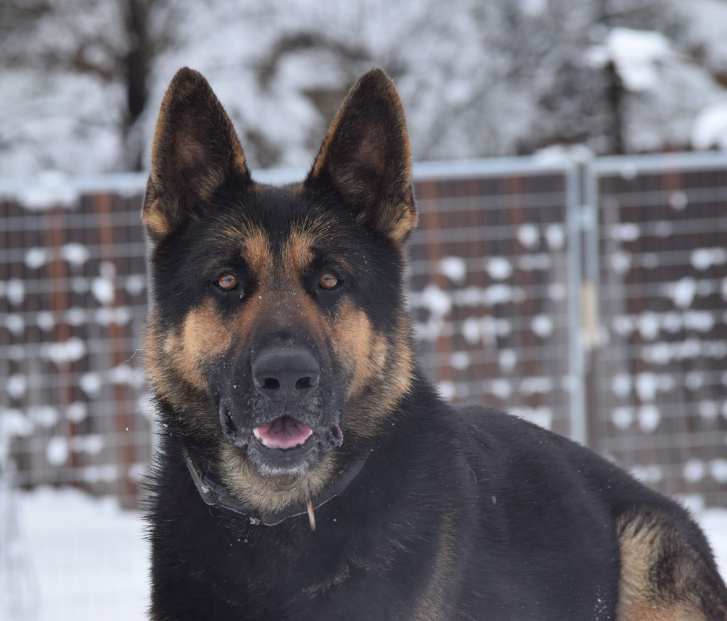 Ddr German Shepherd-males 