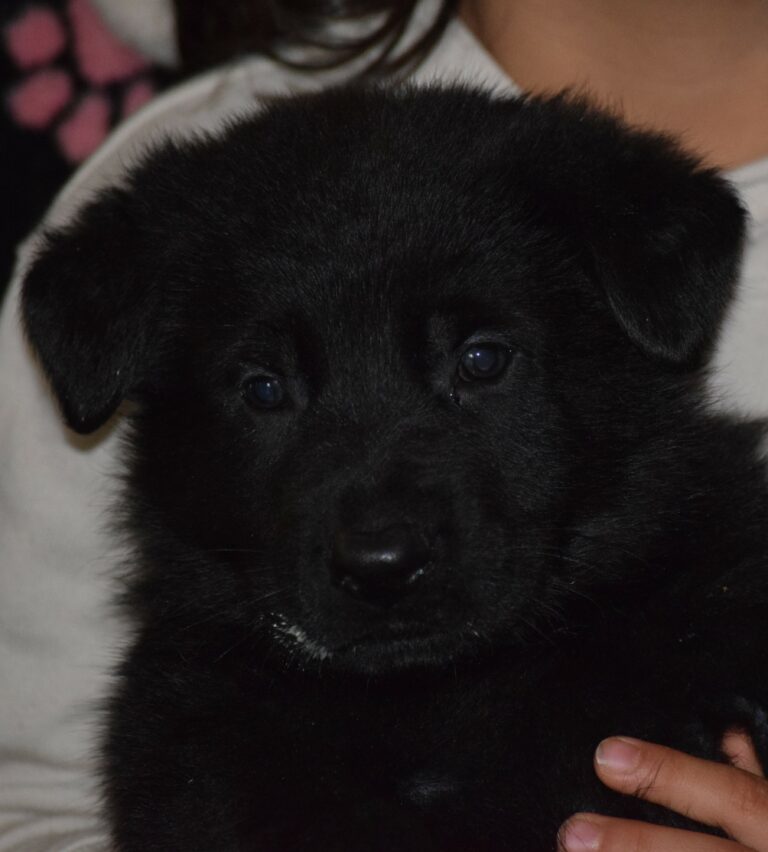 DDR/GERMAN SHEPHERD PUPPIES AVAILABLE NOW | JustK9s